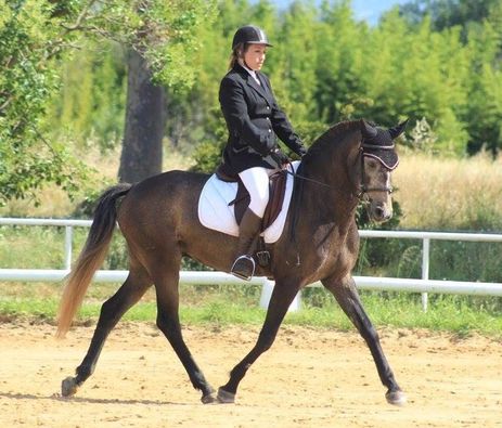 dressage image